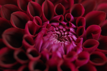 close up of a red dahlia flower
