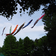 carp-shaped streamer in forest
