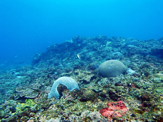 underwater photography, scuba diving, tropical fish, coral reef, Yakushima, Japan