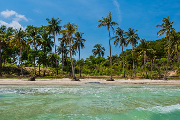 Coconut palm trees at the  Bai Sao beach, Phu Quoc island, Vietnam