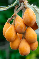 Loquat fruit, named for its shape resembling a lute instrument