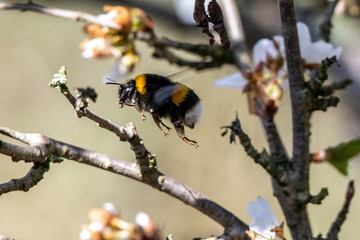 Hummel 06
