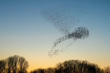Beautiful large flock of starlings (Sturnus vulgaris), Geldermalsen in the Netherlands. During January and February, hundreds of thousands of starlings gathered in huge clouds.  Silhouettes of birds.