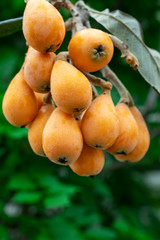 Loquat fruit, named for its shape resembling a lute instrument