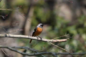 Phoenicurus auroreus