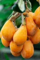Loquat fruit, named for its shape resembling a lute instrument