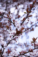 Kirschblüten im Frühling
