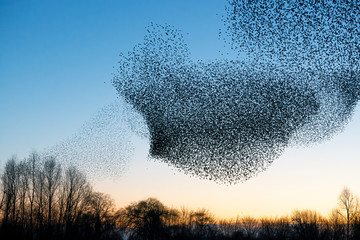 Beautiful large flock of starlings (Sturnus vulgaris), Geldermalsen in the Netherlands. During...