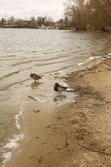 lake Park, Cockermouth in the water
