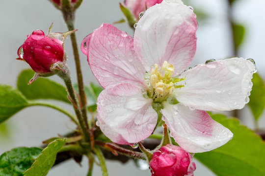Malus domestica. Flor y botones florales del árbol del manzano. Frutal.
