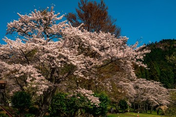 志高湖の桜