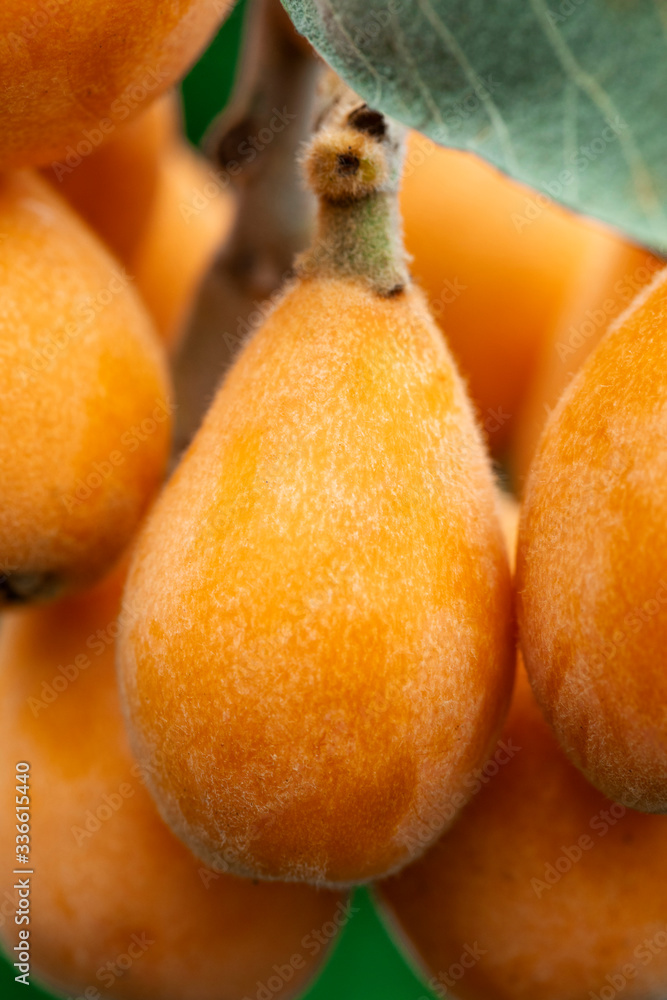 Wall mural Loquat fruit, named for its shape resembling a lute instrument