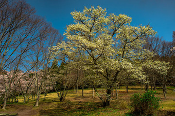志高湖の桜