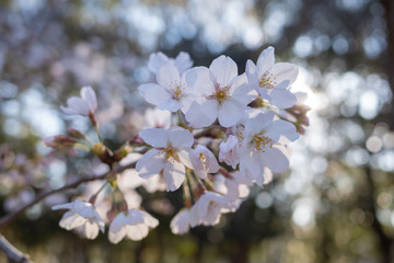 桜
