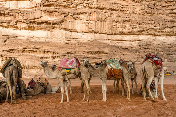 A series of photos from a jeep Safari in the Wadi Rum desert, Jordan. Camel in the desert against...