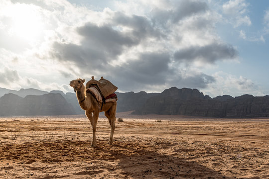 A series of photos from a jeep Safari in the Wadi Rum desert, Jordan. Camel in the desert against the background of sandstone mountains.