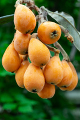 Loquat fruit, named for its shape resembling a lute instrument