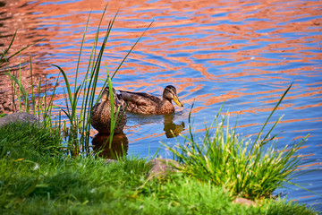 Duck swims on the water. Wild duck on the lake.