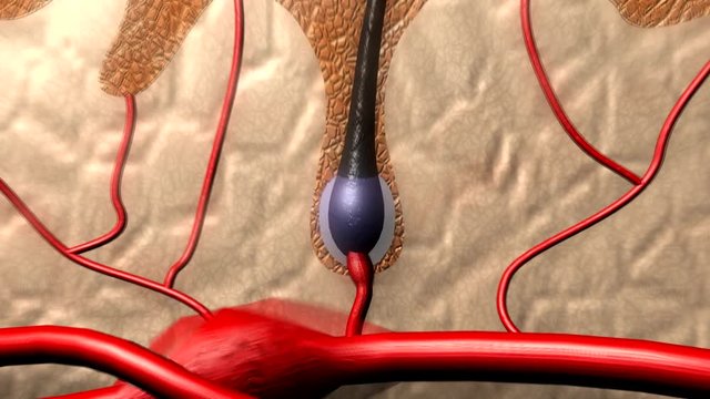 정상적인 혈액의 성분이 모근에 미치는영향