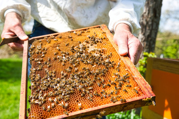 Beekeeper hands holding a honeycomb full of bees in protective workwear inspecting honeycomb frame at apiary