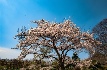 志高湖の桜