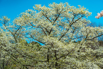 志高湖の桜