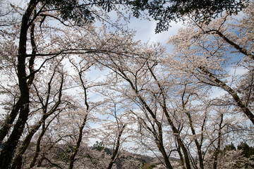 満開！樹木公園のソメイヨシノ