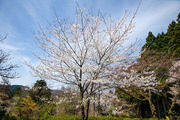 満開！樹木公園のソメイヨシノ