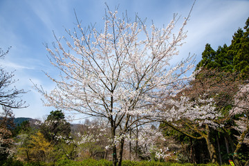 満開！樹木公園のソメイヨシノ