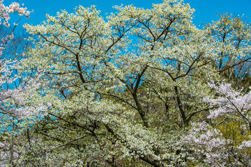 志高湖の桜