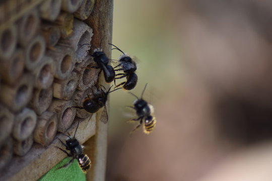 Mauerbienen beim Nestbau
