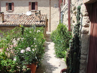 Landscape of a small courtyard densely planted with flowers, cacti and other plants in the midday sun.