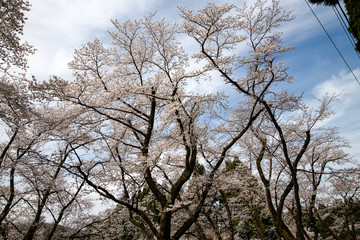 満開！樹木公園のソメイヨシノ