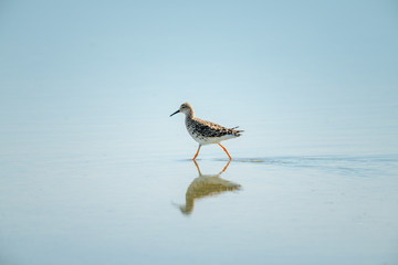 Ruff walks through shallow lake in sunshine