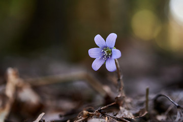 Flowering violets in the forest