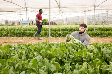 Young farmer harvesting Swiss chard in hothouse