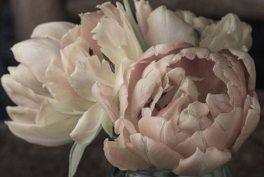 Fresh White And Pink Double Early Tulip Flowers Bouquet.