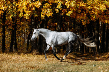 Fototapeta na wymiar Portrait of white, grey horse stallion in autumn in yellow leaves. 