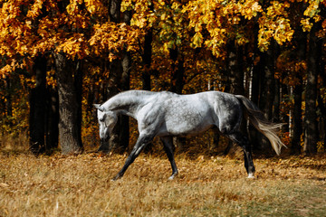 Plakat Portrait of white, grey horse stallion in autumn in yellow leaves. 