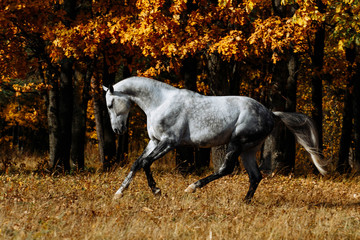 Naklejka na ściany i meble Portrait of white, grey horse stallion in autumn in yellow leaves. 