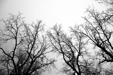 Dark Forest and branches on overcast sky