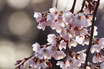 桜　アップ　透けた花びら