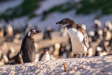 Brillenpinguin Kolonie in Südafrika, Brillenpinguine am Boulder Beach