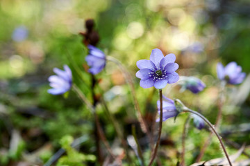 Flowering violets in the forest