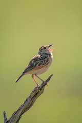 Rufous-naped lark stands calling on dead branch