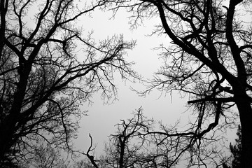 Dark Forest and branches on overcast sky