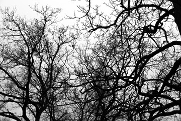 Fototapeta premium Dark Forest and branches on overcast sky