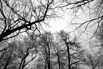 Dark Forest and branches on overcast sky