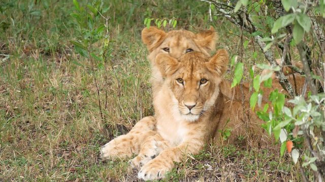 Two Lion Subadult cubs sit out in the rains besides a bush close up in Kenya, masai Mara