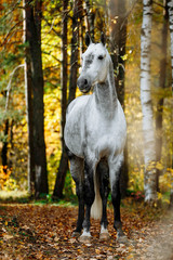 Portrait of white, grey horse stallion in autumn in yellow leaves. 